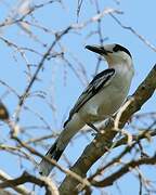 Hook-billed Vanga