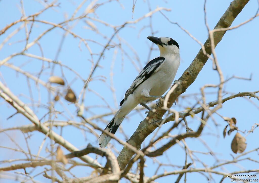 Hook-billed Vangaadult