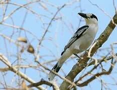 Hook-billed Vanga