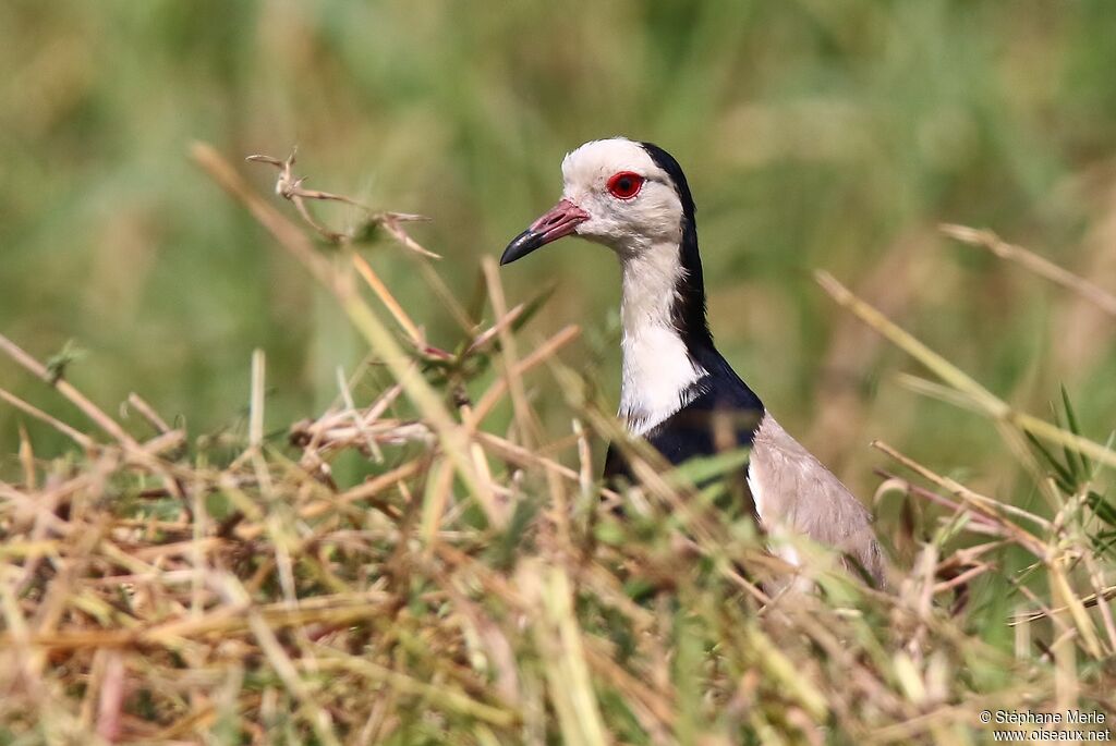 Long-toed Lapwingadult