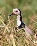 Vanneau à ailes blanches