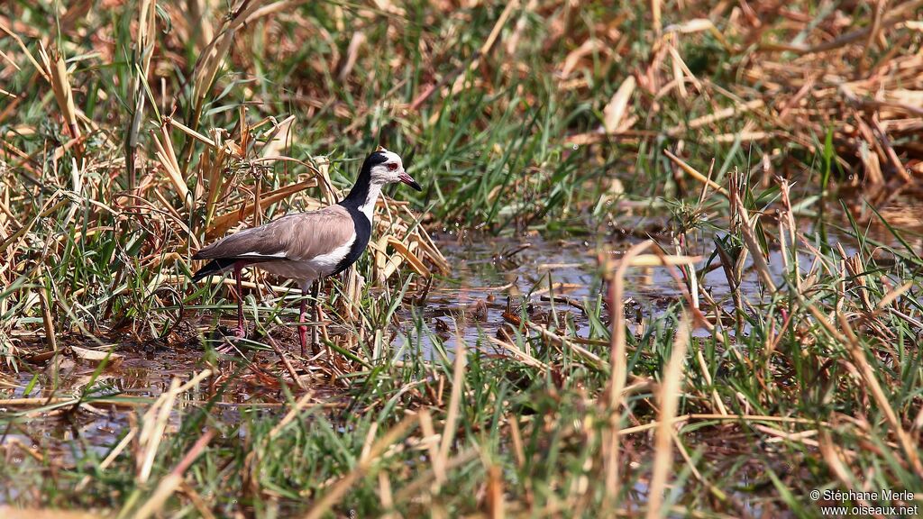 Long-toed Lapwingadult