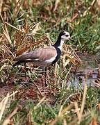 Long-toed Lapwing