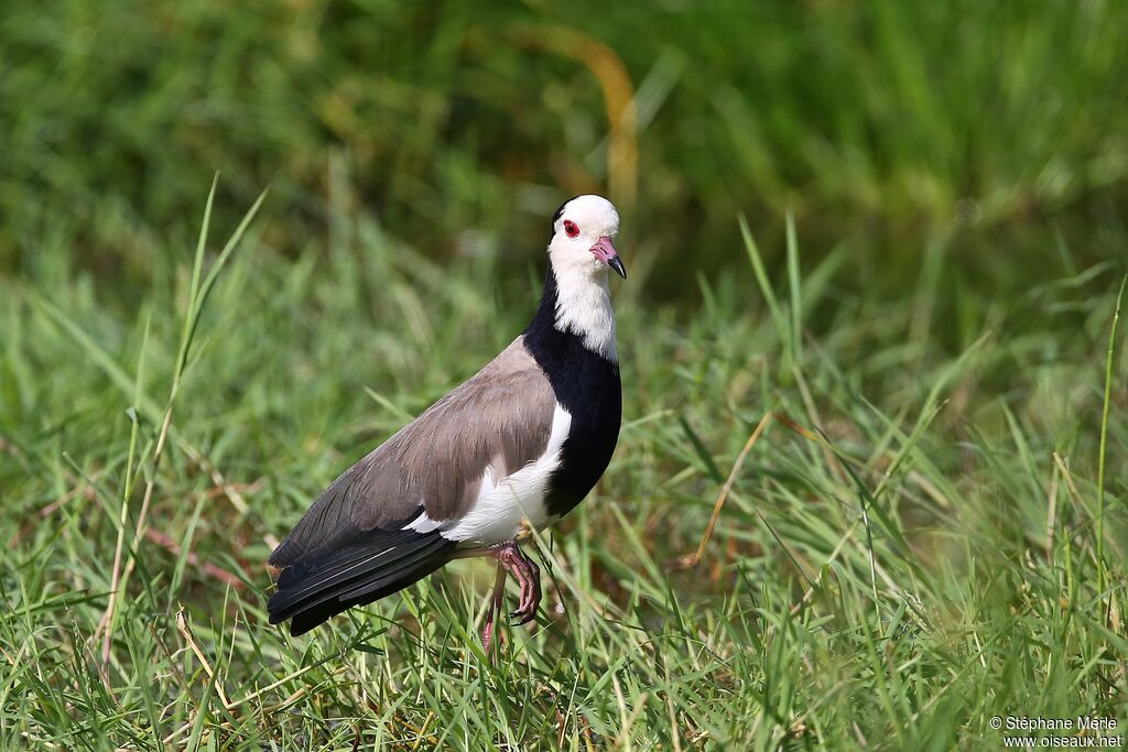 Long-toed Lapwingadult