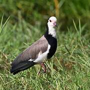 Long-toed Lapwing