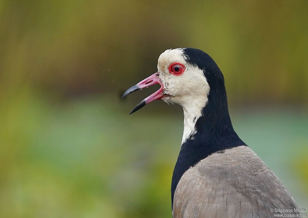 Long-toed Lapwing