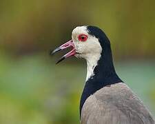 Long-toed Lapwing