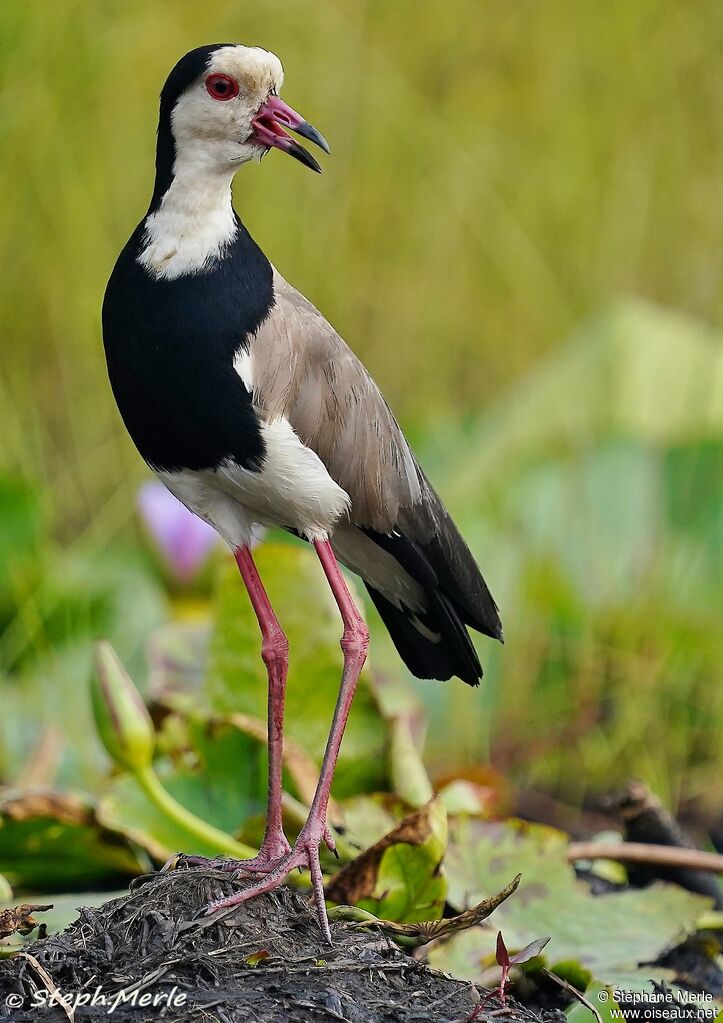 Vanneau à ailes blanchesadulte