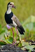 Long-toed Lapwing