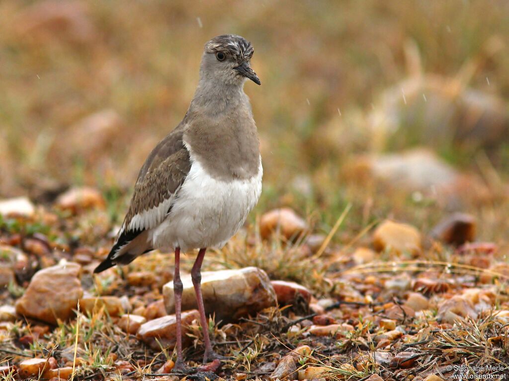 Black-winged Lapwingadult