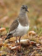 Black-winged Lapwing