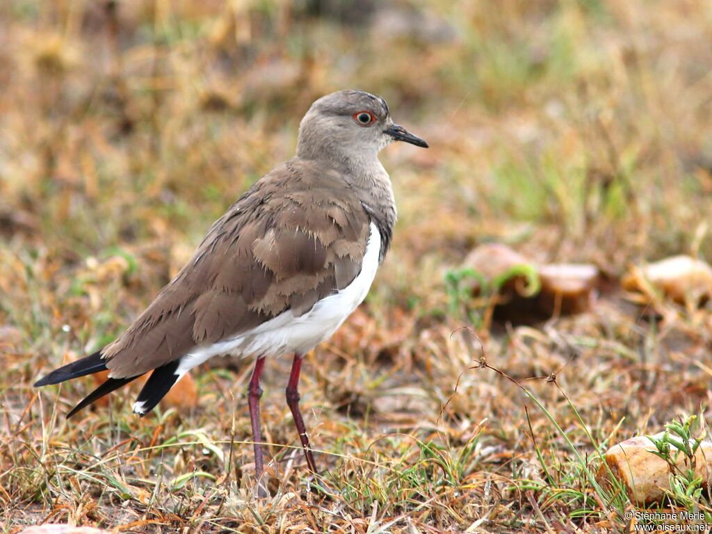 Black-winged Lapwing