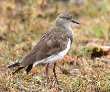 Black-winged Lapwing