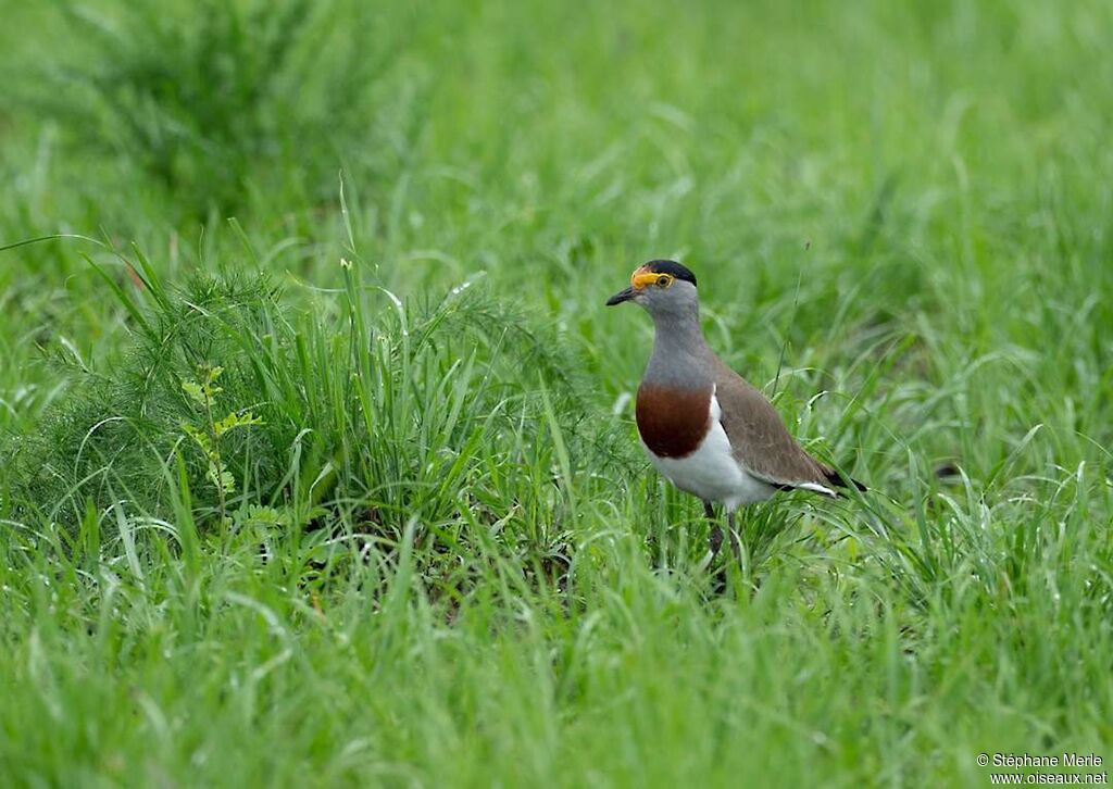 Brown-chested Lapwingadult