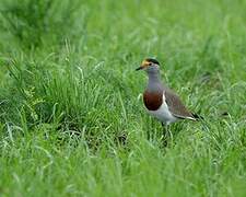 Brown-chested Lapwing