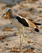 White-crowned Lapwing