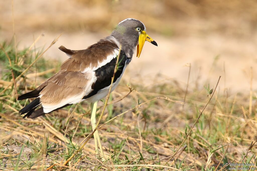 White-crowned Lapwingadult