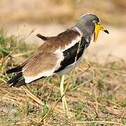 White-crowned Lapwing