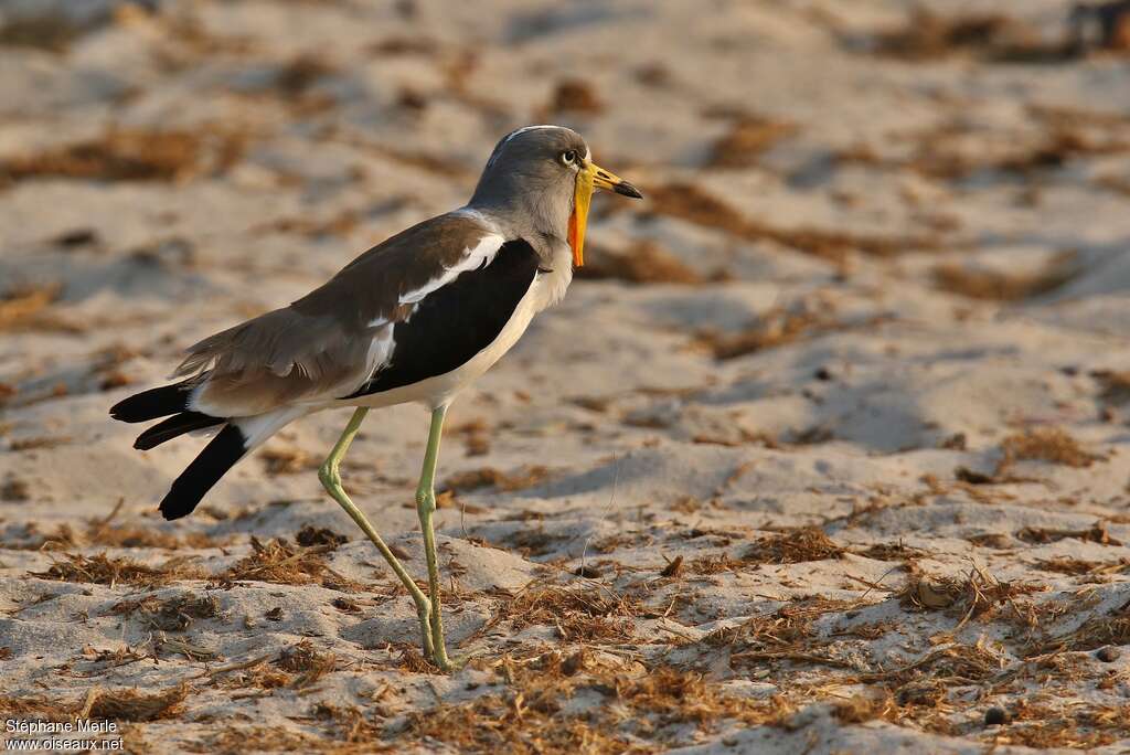 White-crowned Lapwingadult