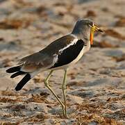 White-crowned Lapwing