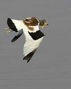 White-crowned Lapwing