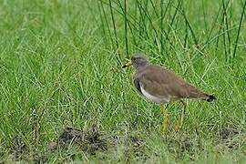 Grey-headed Lapwing