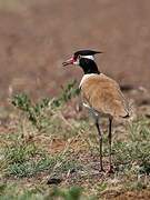 Black-headed Lapwing