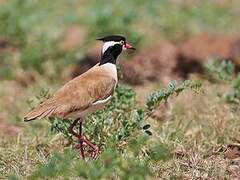 Black-headed Lapwing