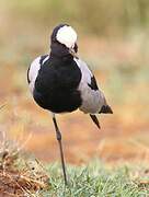 Blacksmith Lapwing