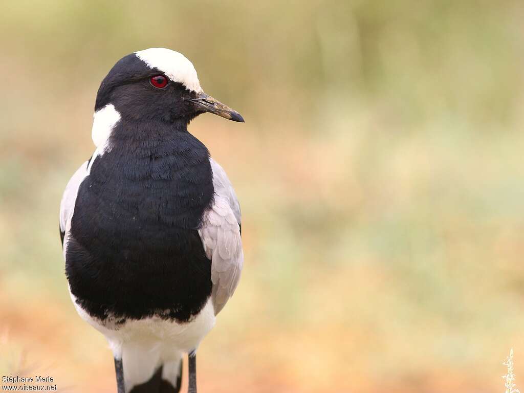 Blacksmith Lapwing, close-up portrait