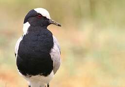 Blacksmith Lapwing