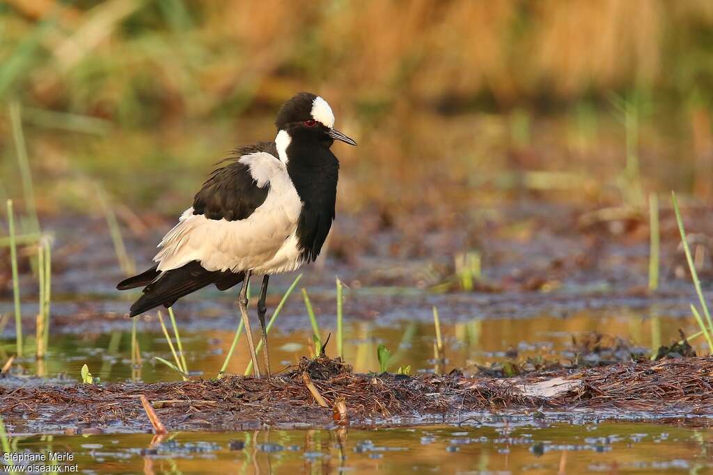 Blacksmith Lapwingadult, habitat