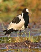 Blacksmith Lapwing