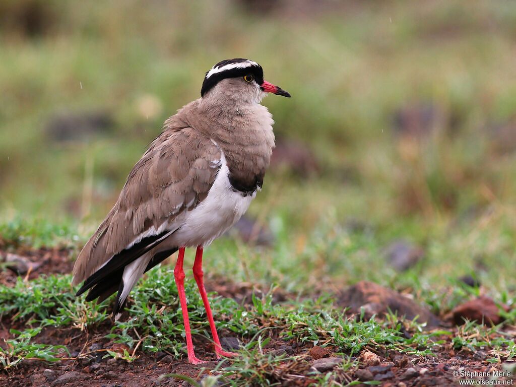 Crowned Lapwingadult