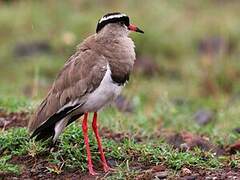 Crowned Lapwing