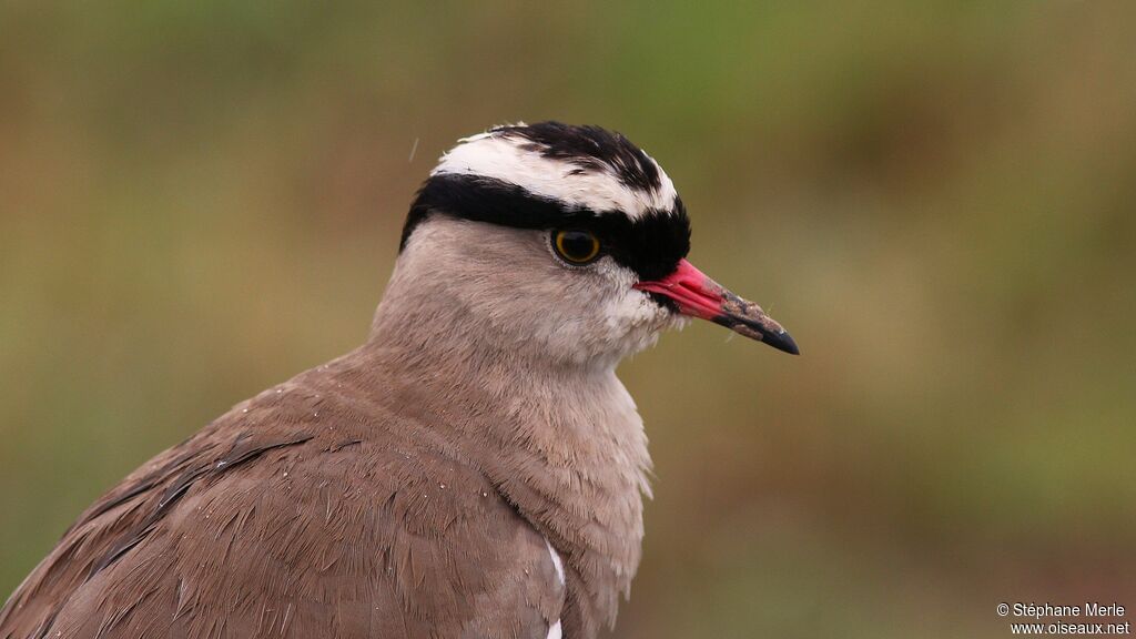 Crowned Lapwingadult, close-up portrait