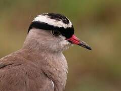 Crowned Lapwing