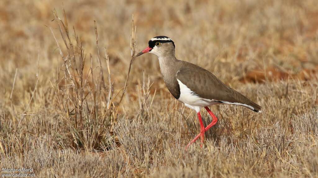 Vanneau couronnéadulte, identification