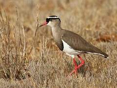 Crowned Lapwing