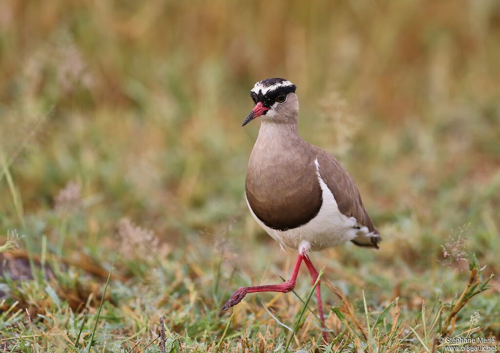 Crowned Lapwingadult