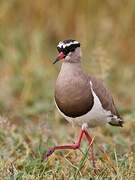 Crowned Lapwing