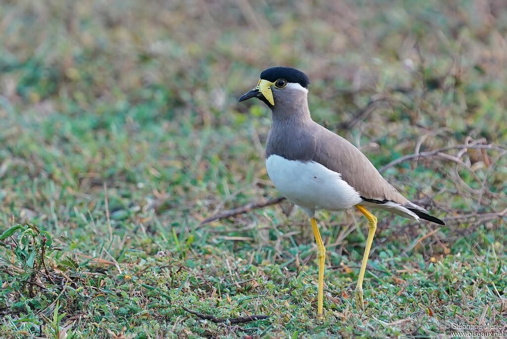 Yellow-wattled Lapwingadult