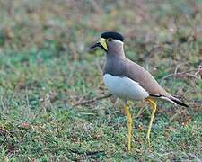 Yellow-wattled Lapwing