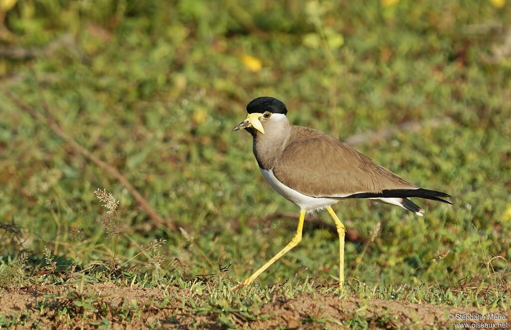 Yellow-wattled Lapwing