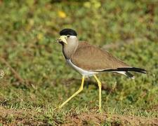 Yellow-wattled Lapwing