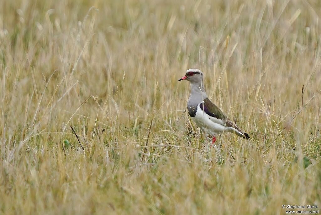 Andean Lapwingadult