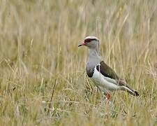 Andean Lapwing