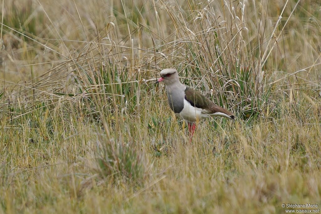 Andean Lapwing