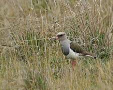 Andean Lapwing