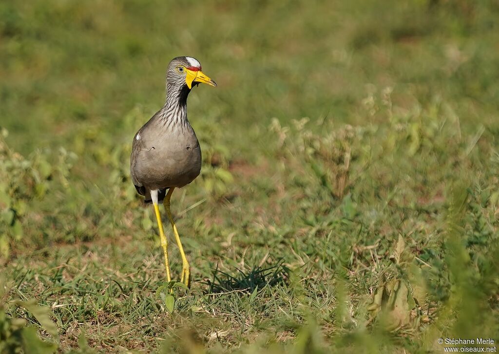 African Wattled Lapwingadult